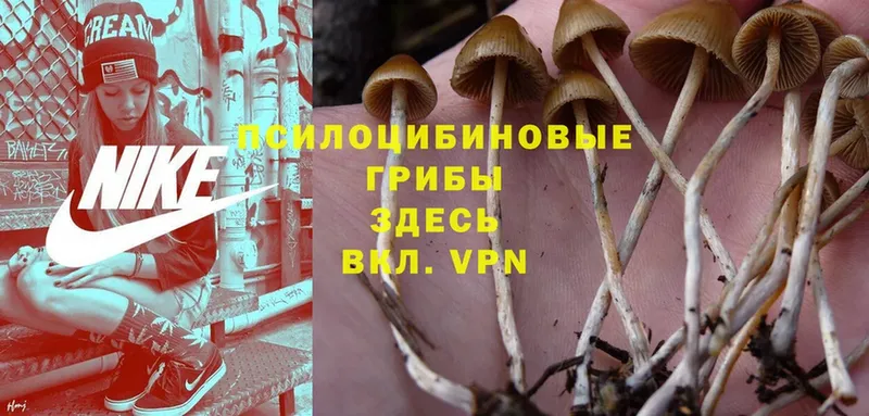 Псилоцибиновые грибы MAGIC MUSHROOMS  Беломорск 